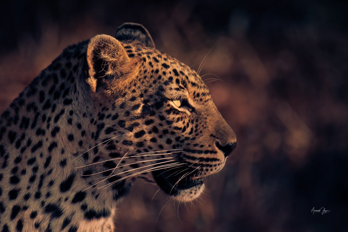 Warming up in the morning sunshine. 

Rhinos are dehorned throughout Africa in an effort to combat poaching of these endangered species. 

Read more about the foundation and how we help in the fight to save rhinos in Africa - linktr.ee/saveafricanrhi…

📸: <a href="/amandajaynepd/">Amanda Tatham</a>