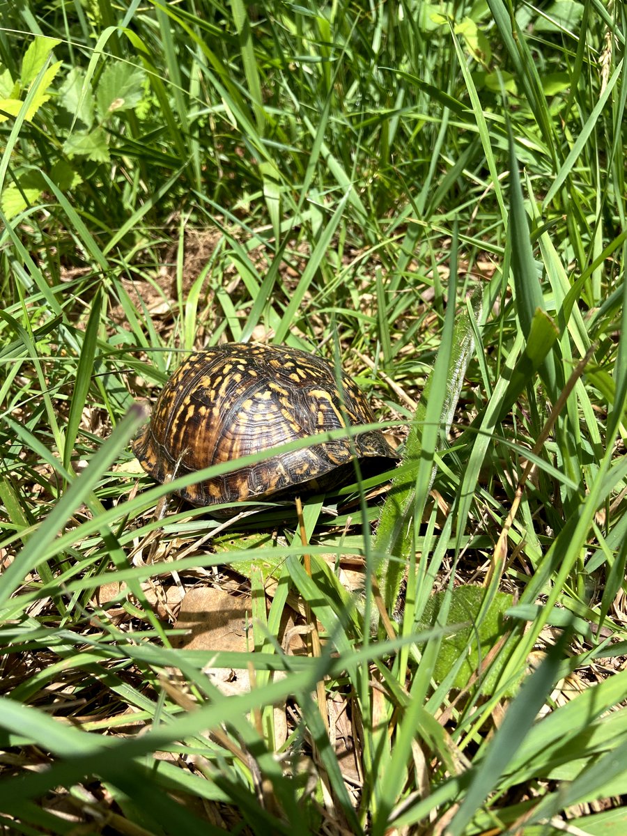 Explore_LHC's tweet image. Woodland friends in the South Carolina mountains 🐢
📍 Lake Hartwell Country
//
#lakehartwellcountry #discoversc #exploresc #turtle #southcarolina #adventureisoutthere #letsgosomewhere