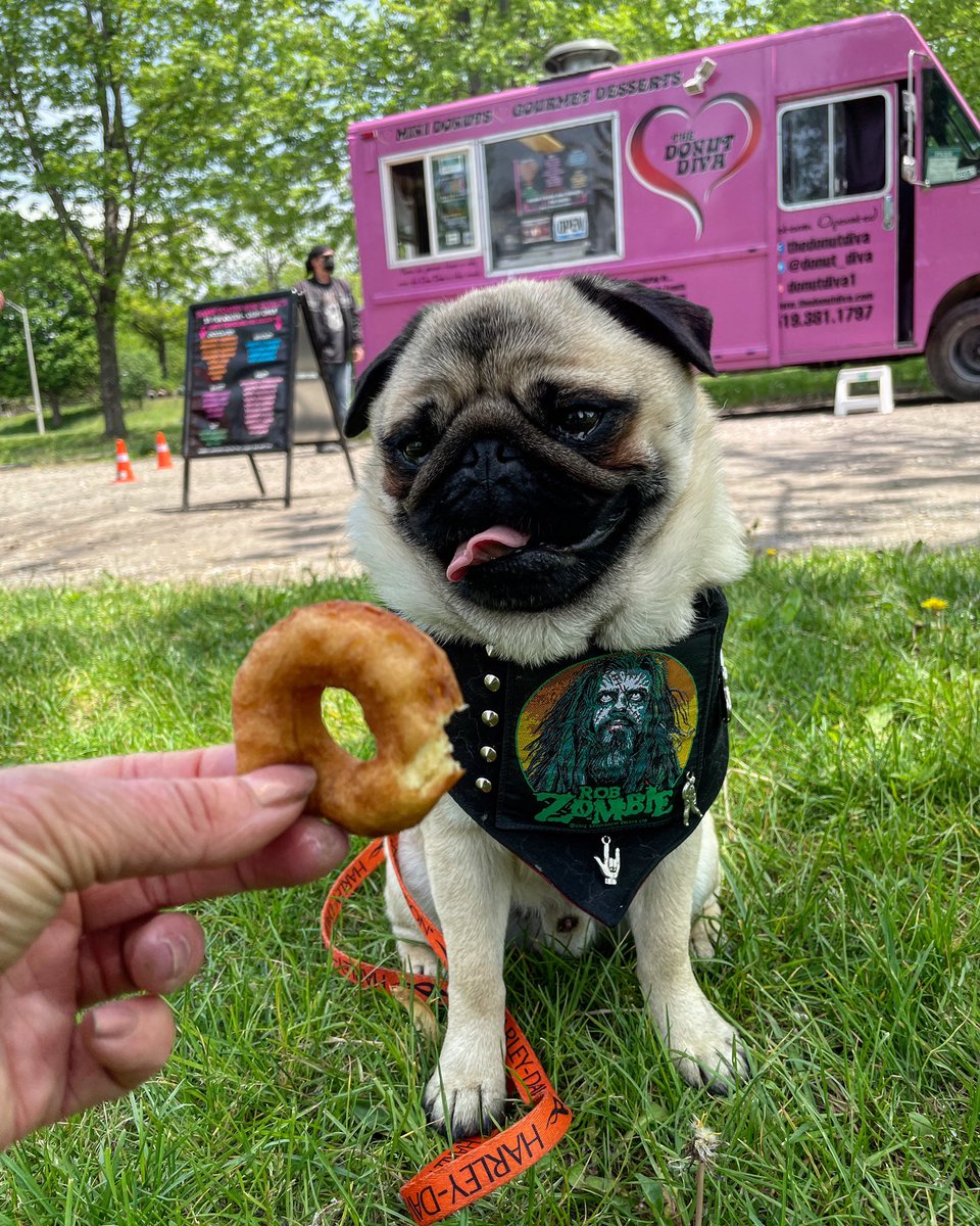 Lil C may have got the first ride on the Harley yesterday  but I got to stop at #DonutDiva! 

#donut #ldnont #pug #foodie #May24weekend