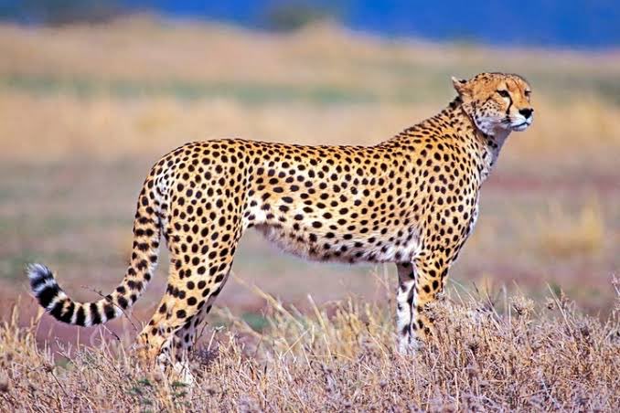 sri50's tweet photo. Great news #Cheetah , the fastest land animal which went into extinction in #India in early 1950’s, is going to be re-introduced in the country this November. #KunoNationalPark in #MadhyaPradesh with Supreme Court clearance will re-introduce #Cheetah’s from #SouthAfrica! https://t.co/v6lINBfyOB