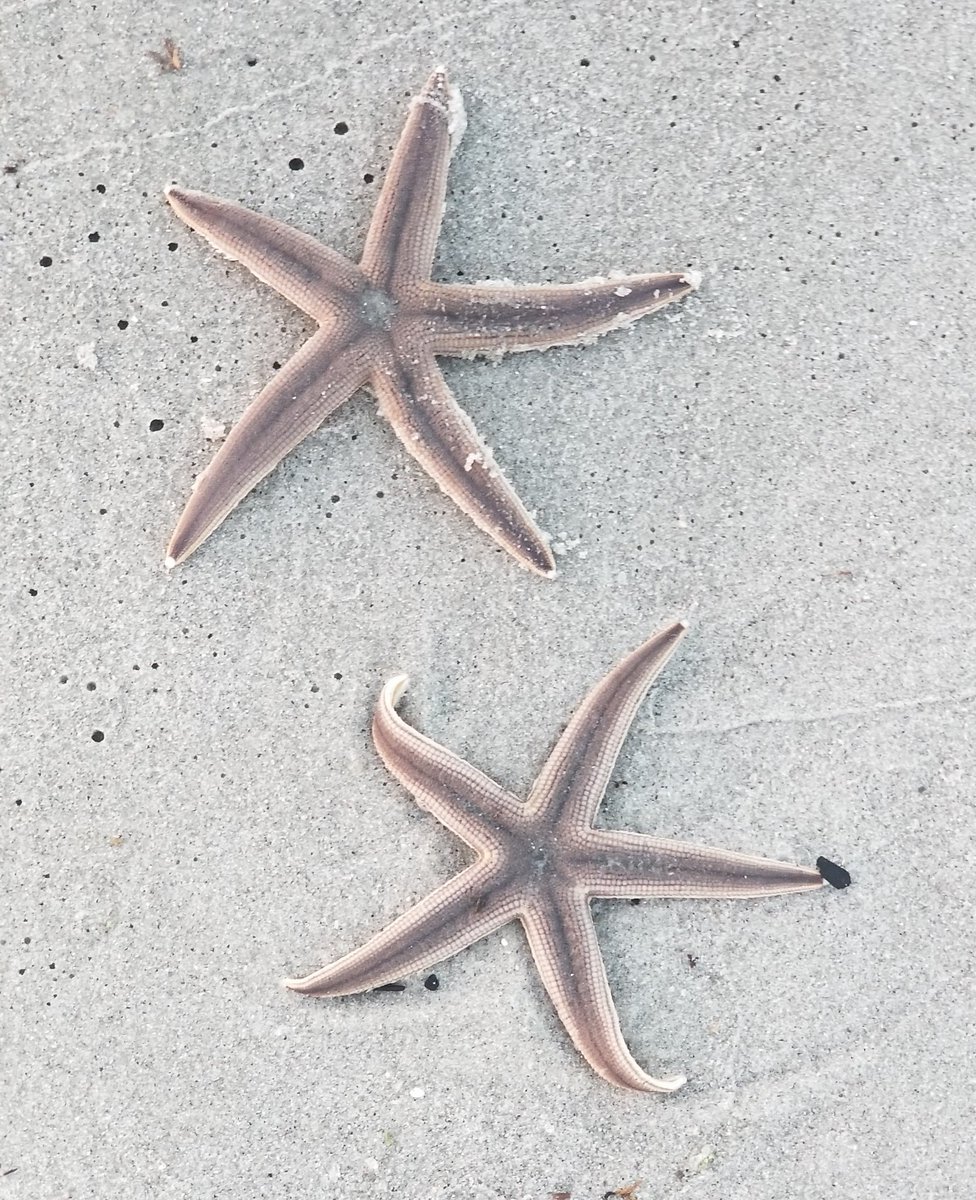 Mornin' from the beach! No turtles while on #seaturtlepatrol but the #starfish are back! Threw several back in and headed home for #genealogy  #familyhistory work.
Have a great Monday y'all!
