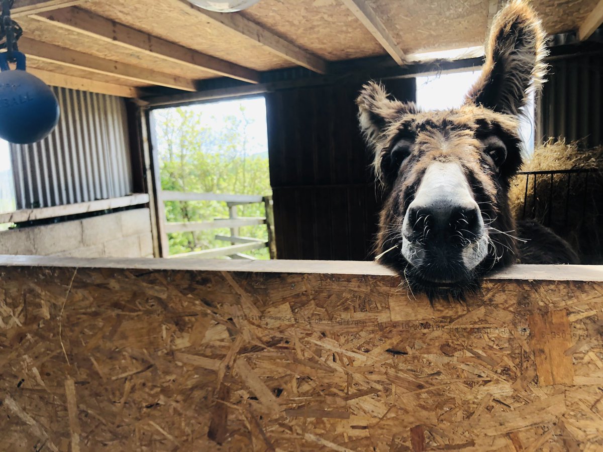 catlowry54's tweet photo. When you walk into the stable after eating the last mint 🙈 #Eli loves his #polomints but so do I 😛💕 https://t.co/4951Dc4e1m