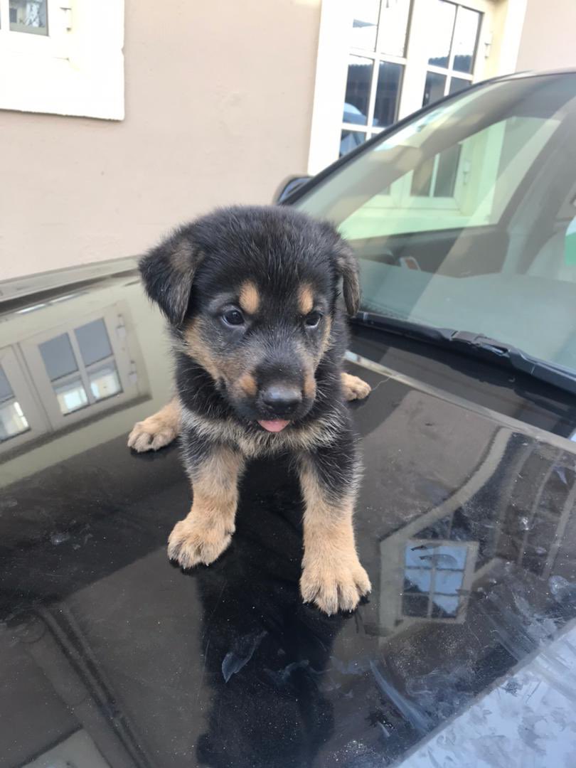 Mavifred's tweet photo. Eskimo,Lhasa,Gsd,huskies available to new homes. Dm
If you need any dogbreed ,slide my dm or hit this link to
send a direct WhatsApp message https://t.co/5inVvcyEXM to place an order
Please rt 🙏
#MondayMotivation #TheRedmiNote10pro #mondaythoughts #SIRFNewphase #lagos #nacho https://t.co/hCPqHN9siT