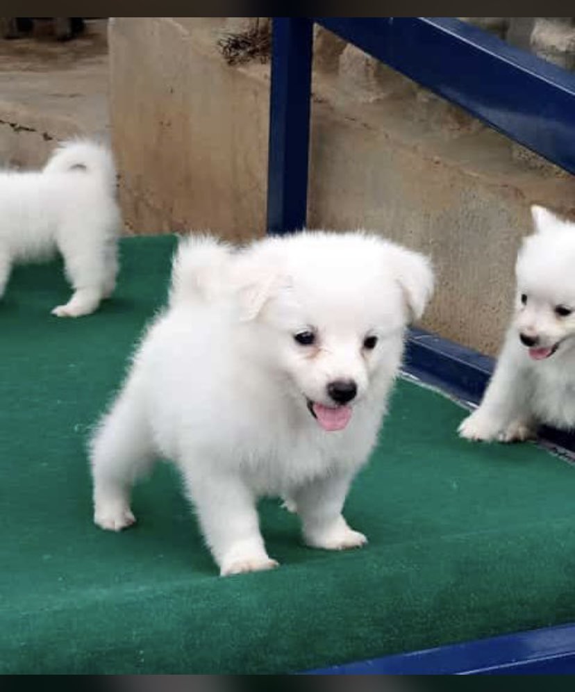 Mavifred's tweet photo. Eskimo,Lhasa,Gsd,huskies available to new homes. Dm
If you need any dogbreed ,slide my dm or hit this link to
send a direct WhatsApp message https://t.co/5inVvcyEXM to place an order
Please rt 🙏
#MondayMotivation #TheRedmiNote10pro #mondaythoughts #SIRFNewphase #lagos #nacho https://t.co/hCPqHN9siT