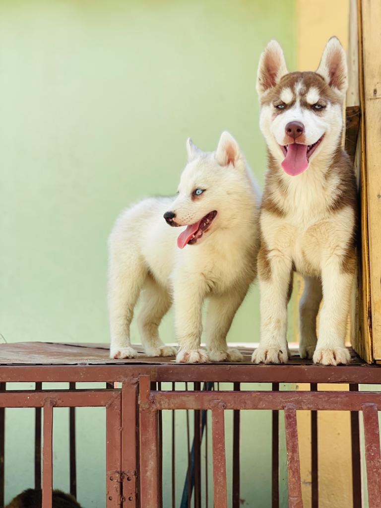 Mavifred's tweet photo. Eskimo,Lhasa,Gsd,huskies available to new homes. Dm
If you need any dogbreed ,slide my dm or hit this link to
send a direct WhatsApp message https://t.co/5inVvcyEXM to place an order
Please rt 🙏
#MondayMotivation #TheRedmiNote10pro #mondaythoughts #SIRFNewphase #lagos #nacho https://t.co/hCPqHN9siT