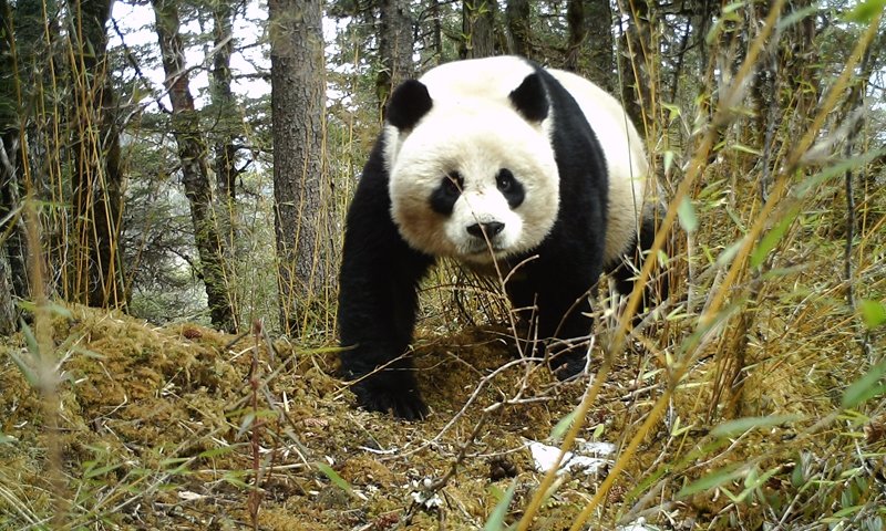 AmbCina's tweet image. Trovato ferito un anno fa e amorevolmente curato dalle autorità del #Foping National Nature Reserve nella provincia dello #Shaanxi, oggi il #panda Tangtang ritorna in libertà.
Una storia a lieto fine, guarda!🐼
