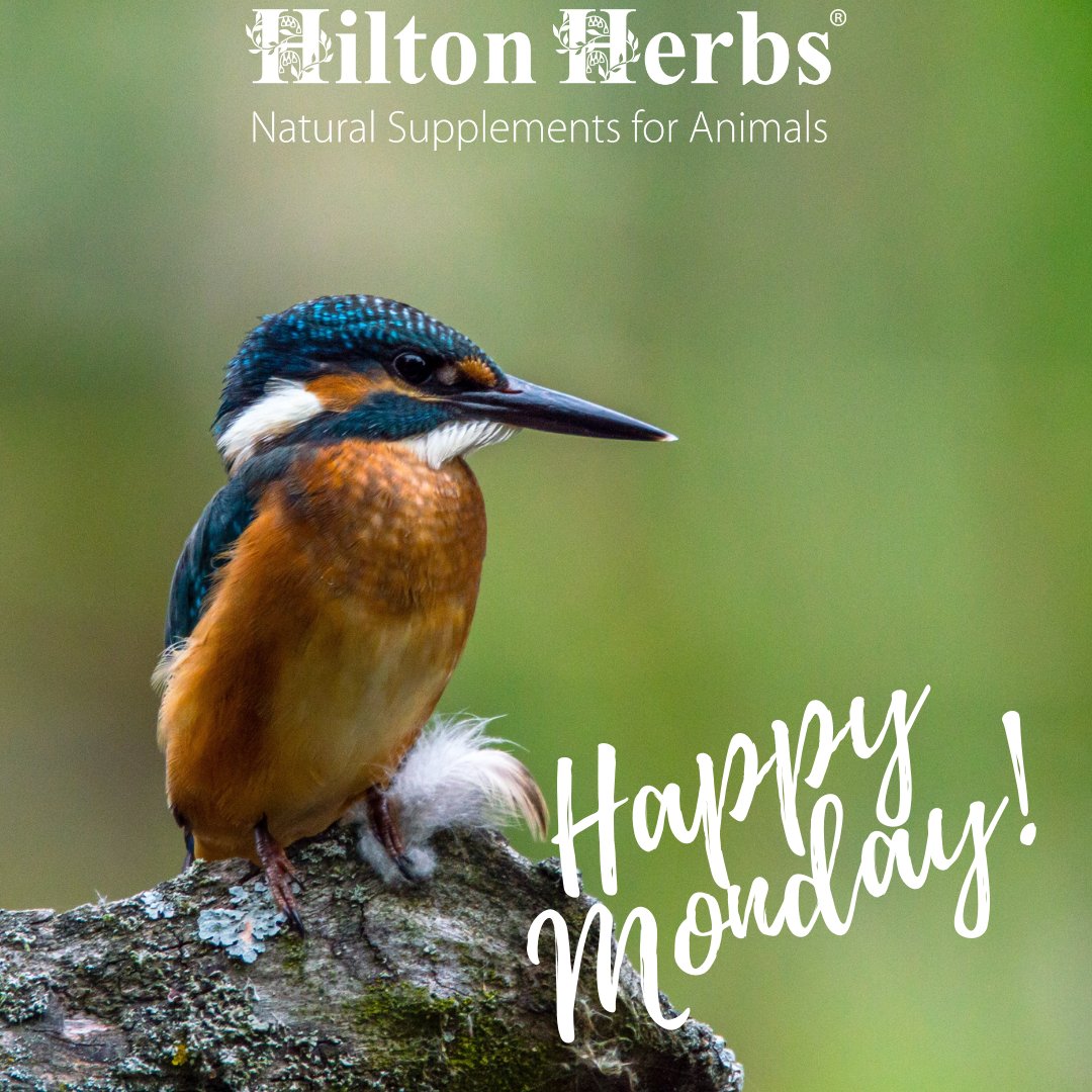 Happy Monday 💙

We hope you all have a wonderful week! 

#hiltonherbs #hiltonherbsuk