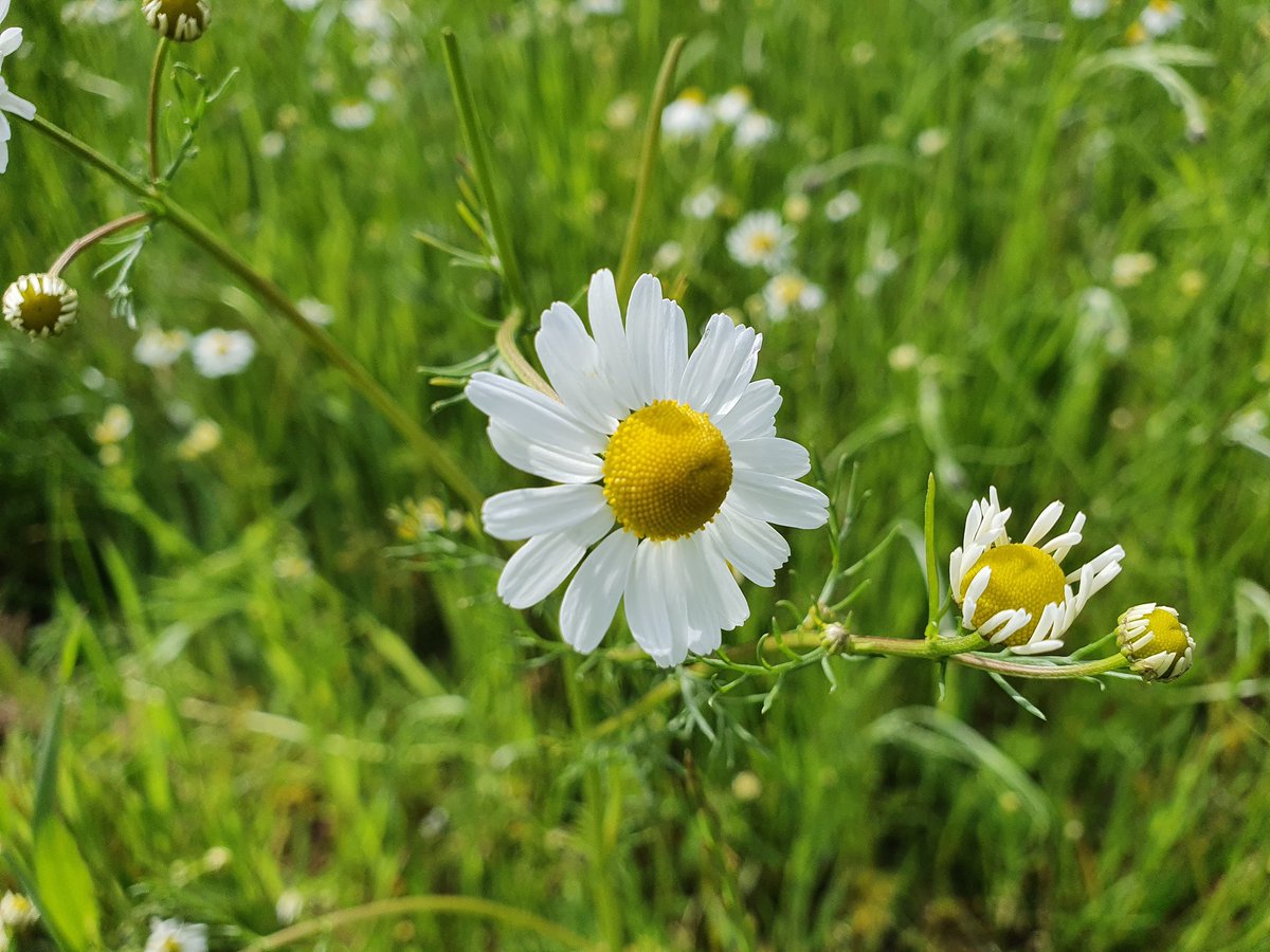 Von der wilden Kamille gegrüßt werden. #WilderWandel #Natur