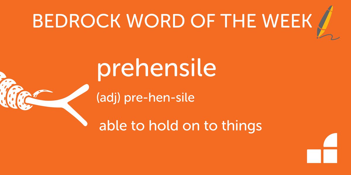 Bedr0ckLearning's tweet photo. We came across this Tier 3 word while researching the wildlife of Madagascar. Did you know that chameleons have prehensile tails? The more you know!
#BedrockWordOfTheWeek #WordOfTheWeek #Vocabulary #Literacy #Learning #Science #Environment #EduTwitter #TeachersOfTwitter https://t.co/9F2hJqODXu