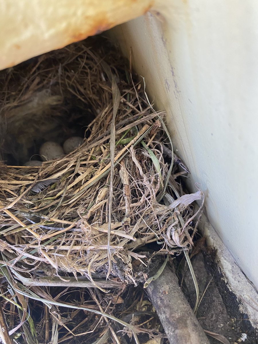 jslconstructio1's tweet photo. Not everday you have a wagtails nest in your cherrypicker!#jsl https://t.co/hf59B8dNez