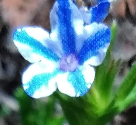 ミヤマホタルカズラ Twitter Search Twitter