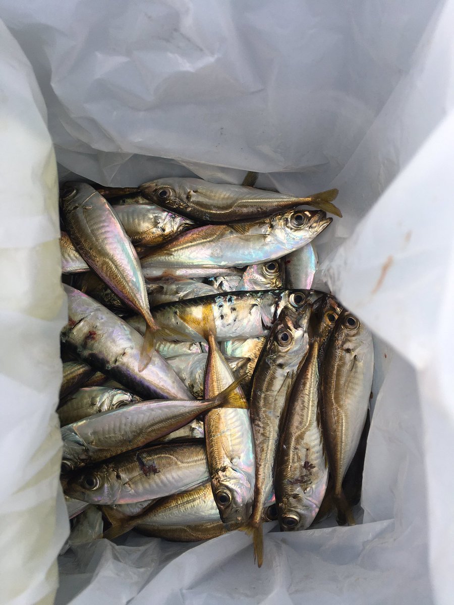 ビスコ 今日は愛知の海で釣りをしてきました サビキで豆アジ79 小サバ11 サッパ1 アジングでロリメバル1でした ビスコ 今日は愛知の海で釣りをしてきました サビキで豆アジ79 小サバ11 サッパ1 アジングでロリメバル1でした