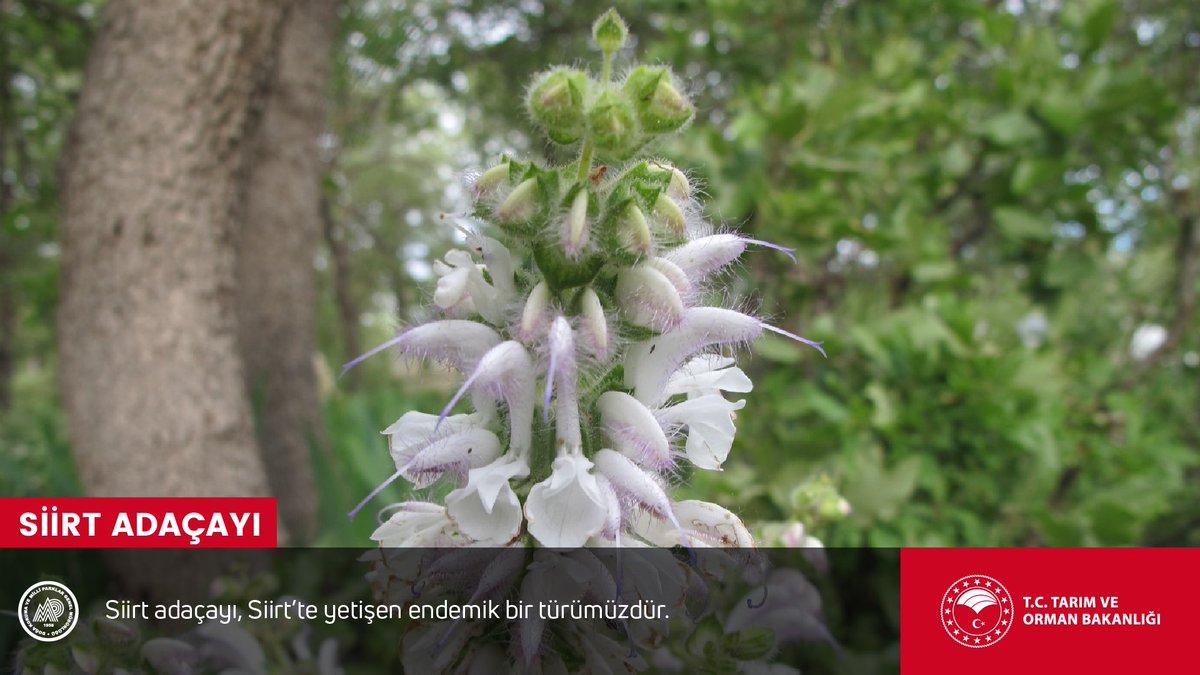 Siirt Adaçayı’nın Siirt’te yetişen endemik bir türümüz olduğunu biliyor muydunuz?

#CennetVatanTürkiye 
<a href="/milliparklar/">Milli Parklar</a>