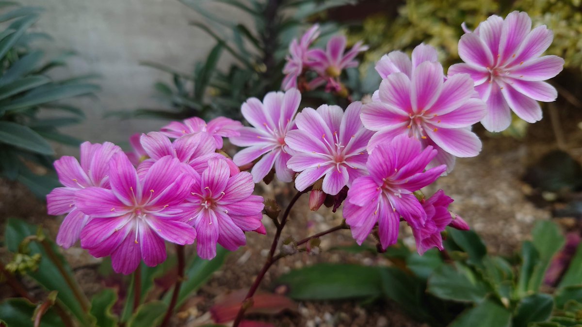 春なす V Twitter 岩花火 イワハナビ 1 レウィシア レウイシア 花写真 春なす V Twitter 岩花火 イワハナビ 1 レウィシア レウイシア 花写真