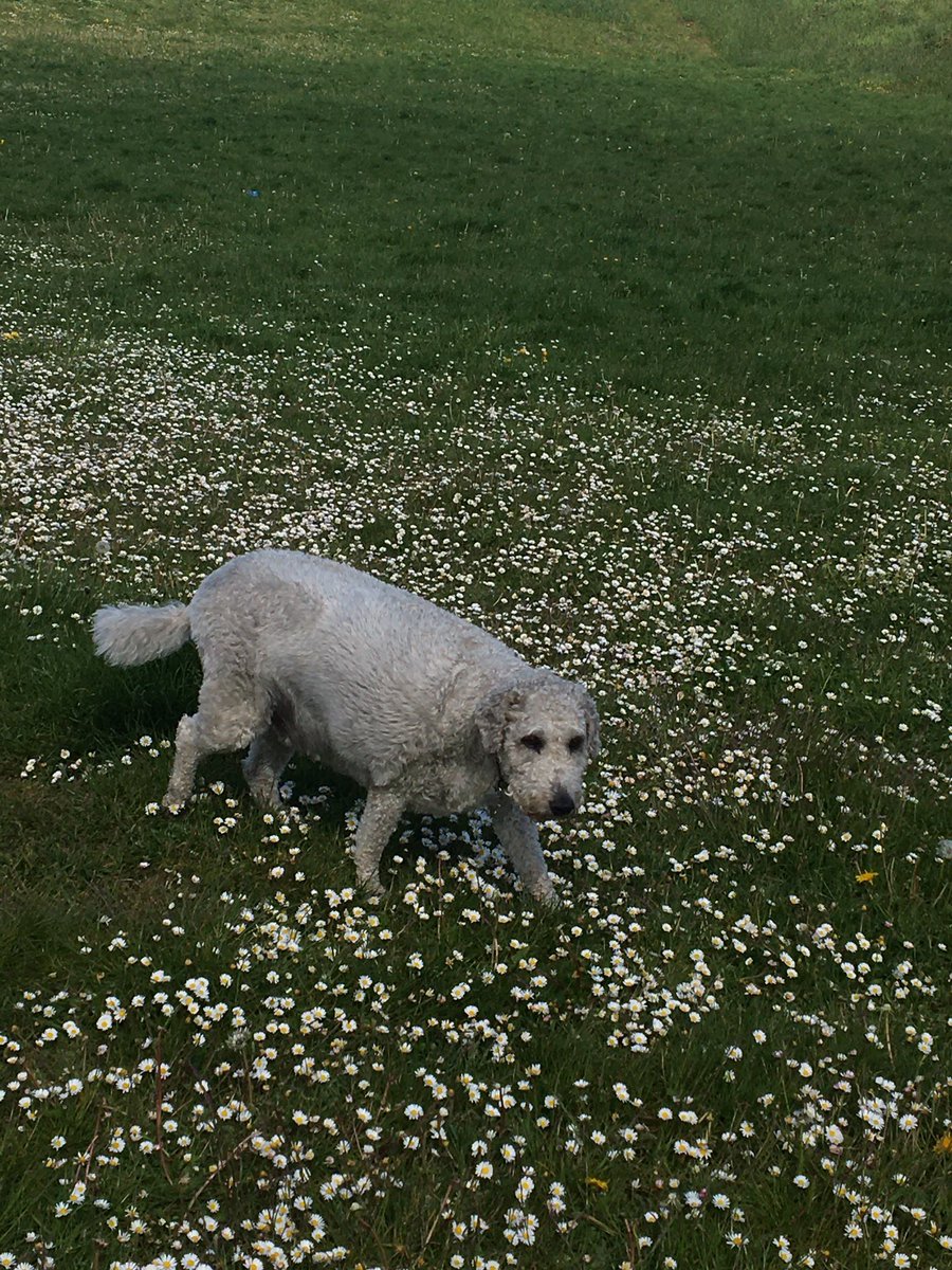 gofetchdogwalk tweet picture