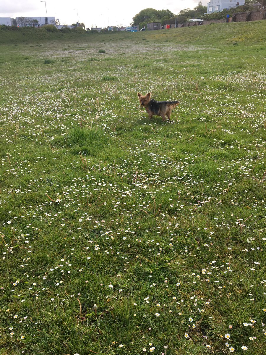 gofetchdogwalk tweet picture