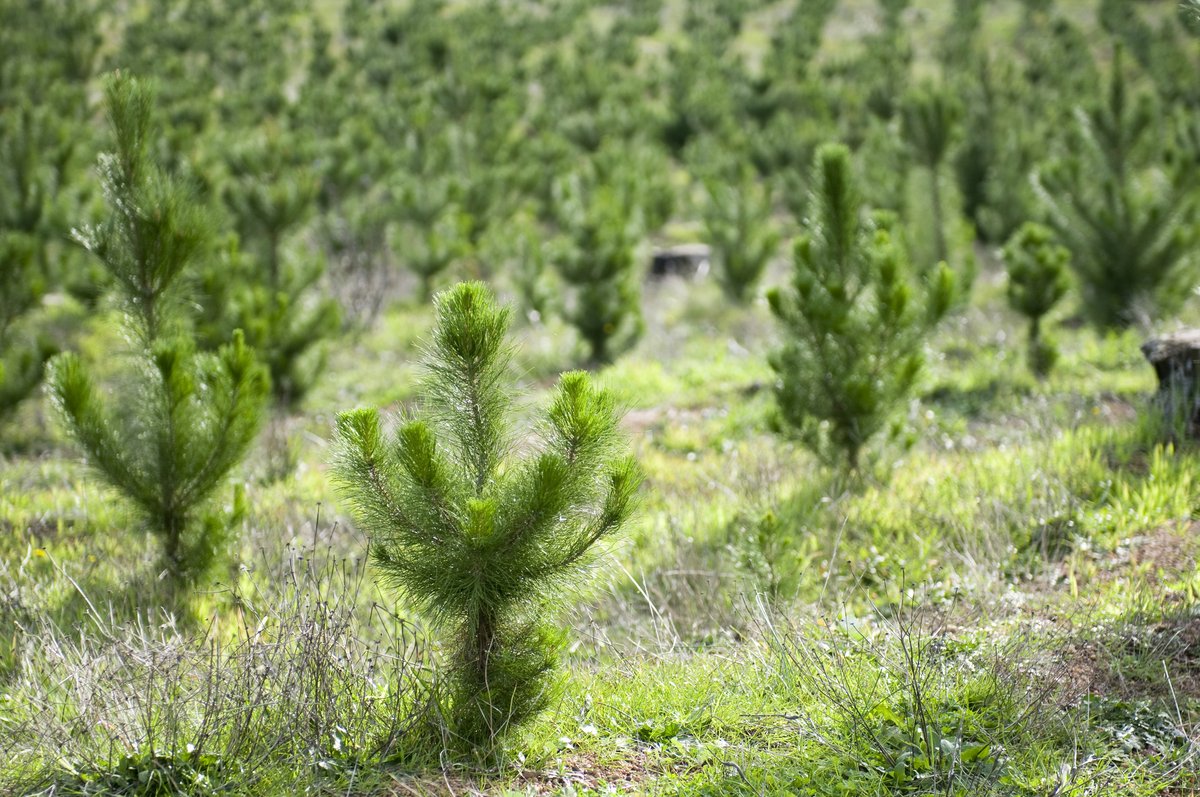 Planting More Trees  To Halt Climate Change Is A Fools Errand bit.ly/3hP9IVx
