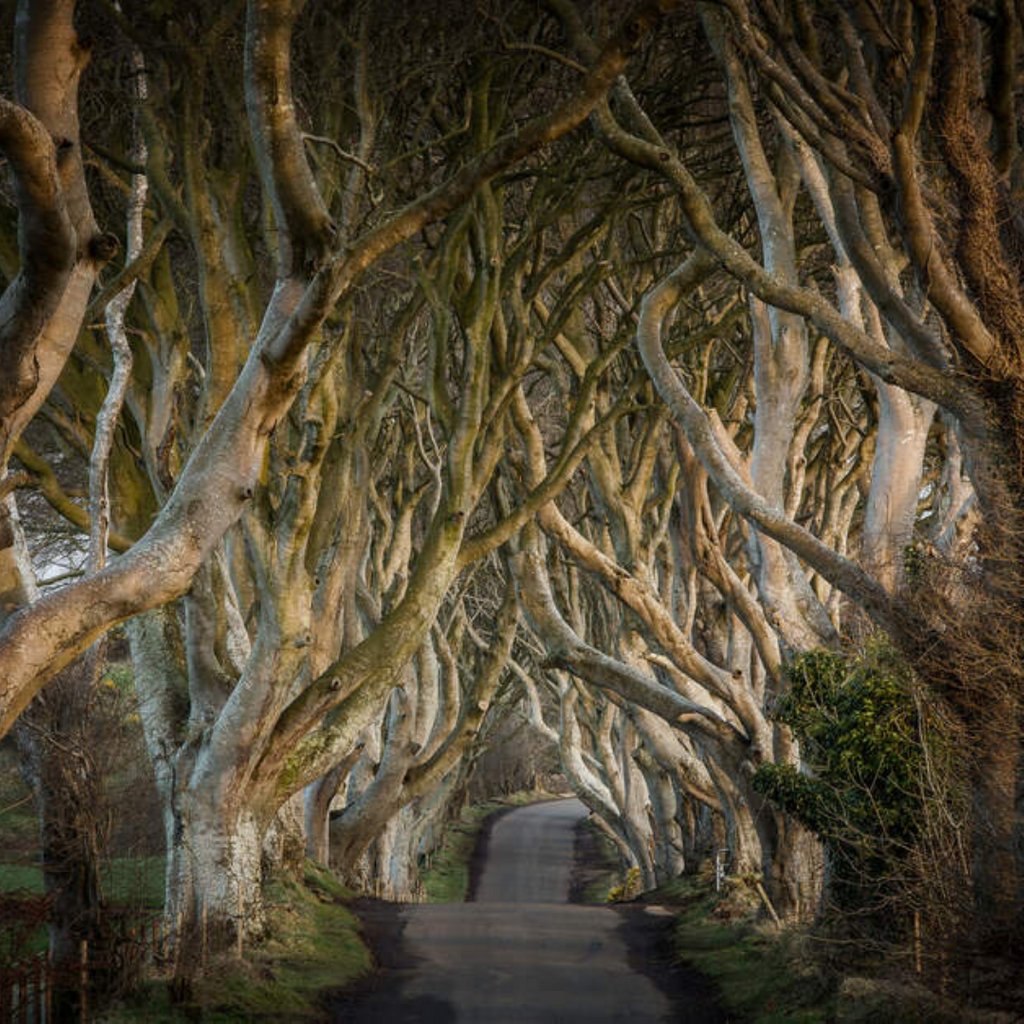 The most famous trees in all of Northern Ireland 🌳