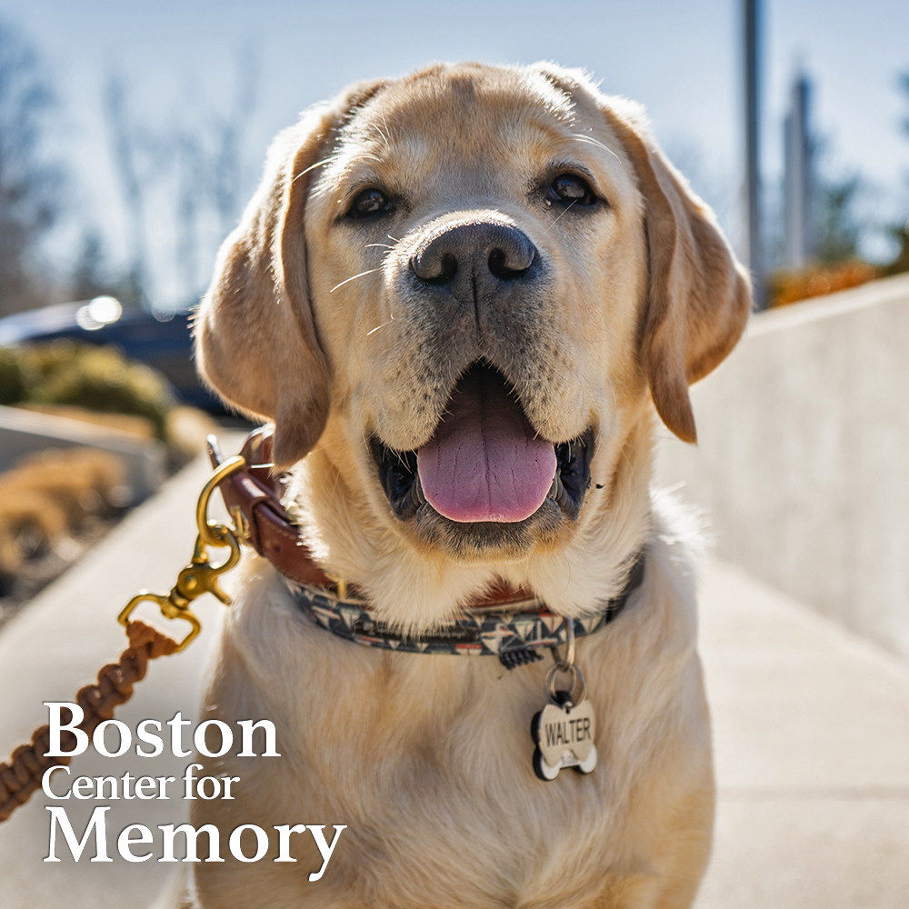 BostonMemory's tweet photo. Someone is loving this warm weather!

#teambcm #therapydogsofinstagram #WalteratBCM #boonefieldlabradors #walter #alwaysthereforloveandcare #maketodaygreat #spreadlove #therapydog #fourleggedfriend #comfortdog https://t.co/QpvOP8y0Kw
