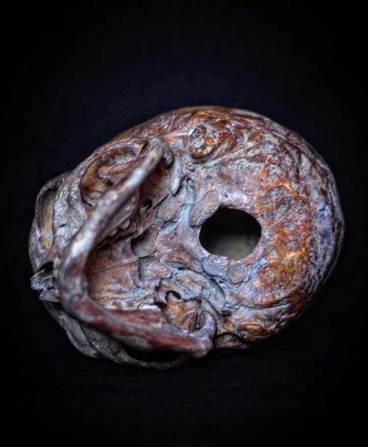 bonesforensic's tweet image. 