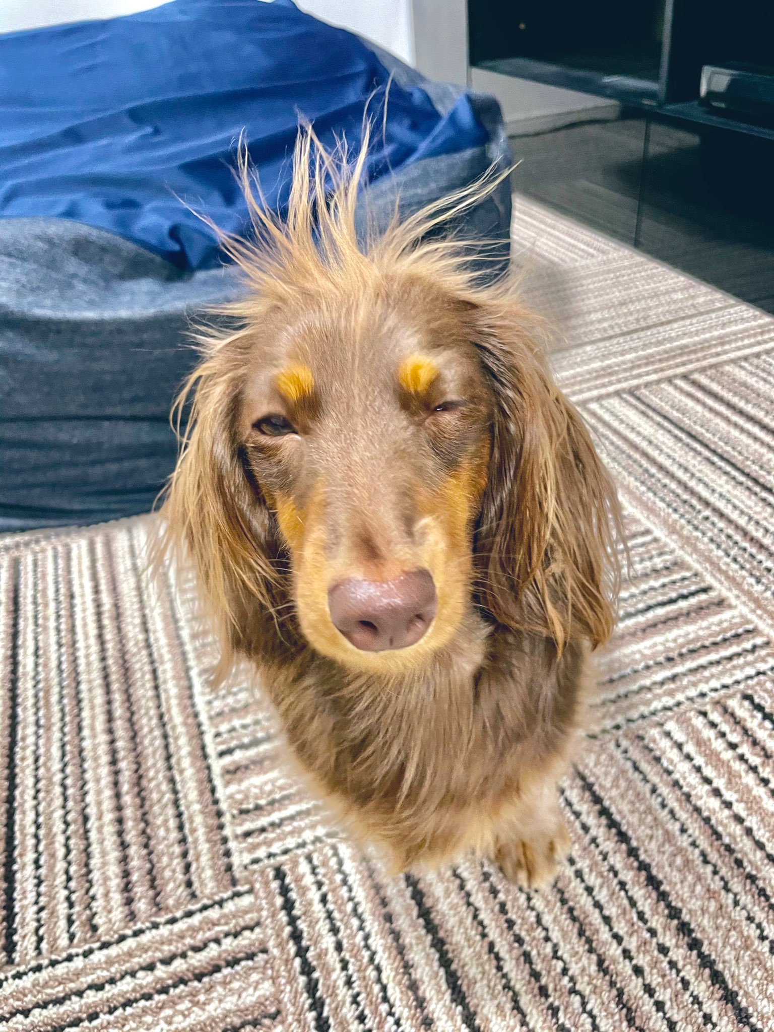 ちきぱー スリッパをカミカミしたので叱ったら ごめんなさい もうしないから許して これをすれば許されると知っている 犬好きさんと繋がりたい ダックス T Co Uhgqfhgb1b Twitter