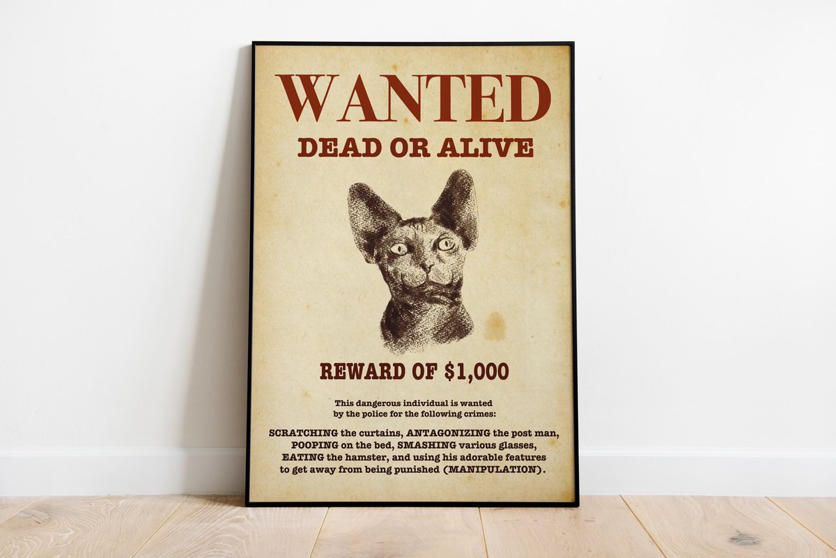 _AliCat5_'s tweet photo. Just one example of the digital cat posters available in my Etsy 😻 link in bio! https://t.co/Dx1pRVAXjp