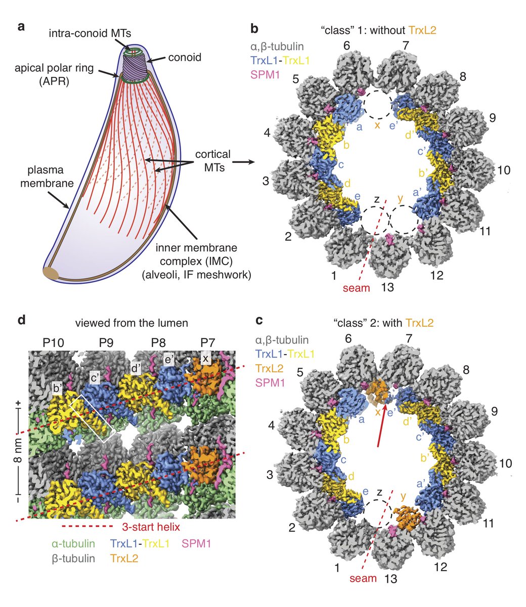 Rui Zhang (@ruizhangwustl) on Twitter photo We are very excited to share our latest work, the high-resolution cryo-EM structure of the ex vivo cortical #microtubules from human parasite #Toxoplasma gondii. This work is in collaboration with David Sibley lab and <a href="/alanbrownhms/">Alan Brown</a> lab.
nature.com/articles/s4146… We are very excited to share our latest work, the high-resolution cryo-EM structure of the ex vivo cortical #microtubules from human parasite #Toxoplasma gondii. This work is in collaboration with David Sibley lab and <a href="/alanbrownhms/">Alan Brown</a> lab.
nature.com/articles/s4146…