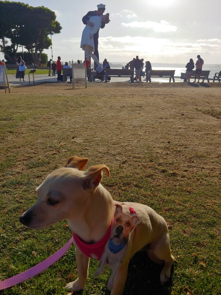 Happy #Monday Beauties! We are at da “Unconditional Surrender” statue wif #FlatTucker. #SanDiego labeled it the “Embracing Peace” statue. #FlatTuckerSeesHisFriends #dogsoftwitter #dogs #EmbracingPeace #mondaythoughts #MondayMotivation #Chisquad #ChewbySnow