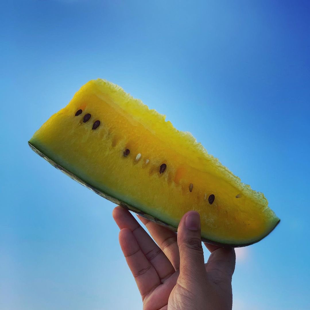 EstheticIndia's tweet photo. Itโs a yellow Summer ๐ with these absolutely sweet and beautiful watermelons ๐
Great initiative by @TweetTeamGREEN @HelpRanchi to help women farmers by connecting them directly to customers.
#ranchi #helpranchi #farmers #socialwork https://t.co/SQBIHgln50