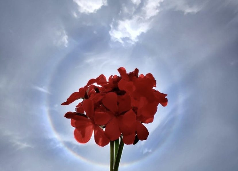 ndtv's tweet photo. #Bengaluru witnesses rare rainbow-coloured halo around the sun

(Images tweeted by BJP MP @PCMohanMP) https://t.co/9edqmc5wBi