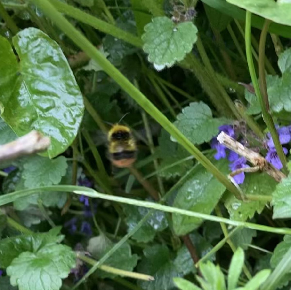 Wilder_Project's tweet photo. My first solo spot of a male early bumblebee (Bombus pratorum) in Lewes. Terrible photo but Iβm excited as am new to ID skills. I used the @BumblebeeTrust app βWhatβs that bumblebeeβ to confirm. #whatsthatbumblebee #bumblebeeID #earlybumblebee @WildflowerLewes @DaveGoulson https://t.co/jQEpdK9jxV