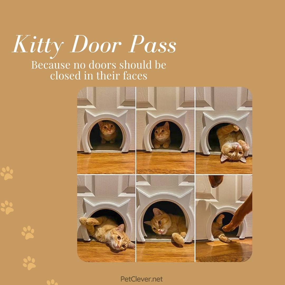 PetClever's tweet photo. Check out our current selection of favorites.

Tell us which item you believe you or your pet will enjoy the most ? 🐾🧡 https://t.co/otmNh4zNwe