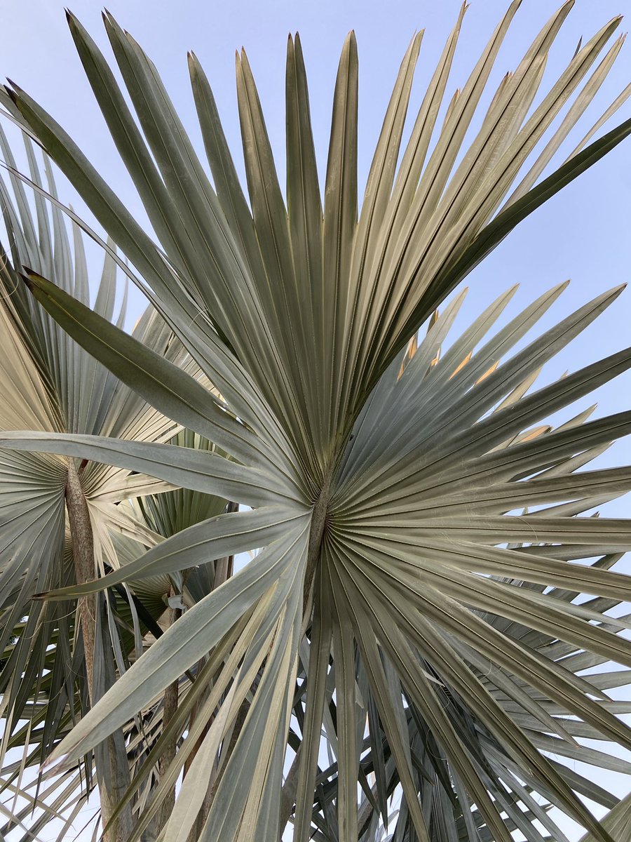 Oooh A Frond Hello to @coinstats homepage 🤩 All I’m seeing is GREEN 🤑💚✅🍀🌲🐸🥑🐢🦖🌳🥝🥦🦎🥒🍏🥬🧩🗽🐊🐲🎄❇️🪀🪲🦚🐉📗🍐🌿🧑‍🎤👒🐛🟢

👋🙌

Avail on OpenSea: opensea.io/assets/0x495f9…

#cryptowin #cryptoart #ethart #nft #cryptorecovery #letscelebrate #nftart #eth #blockchain