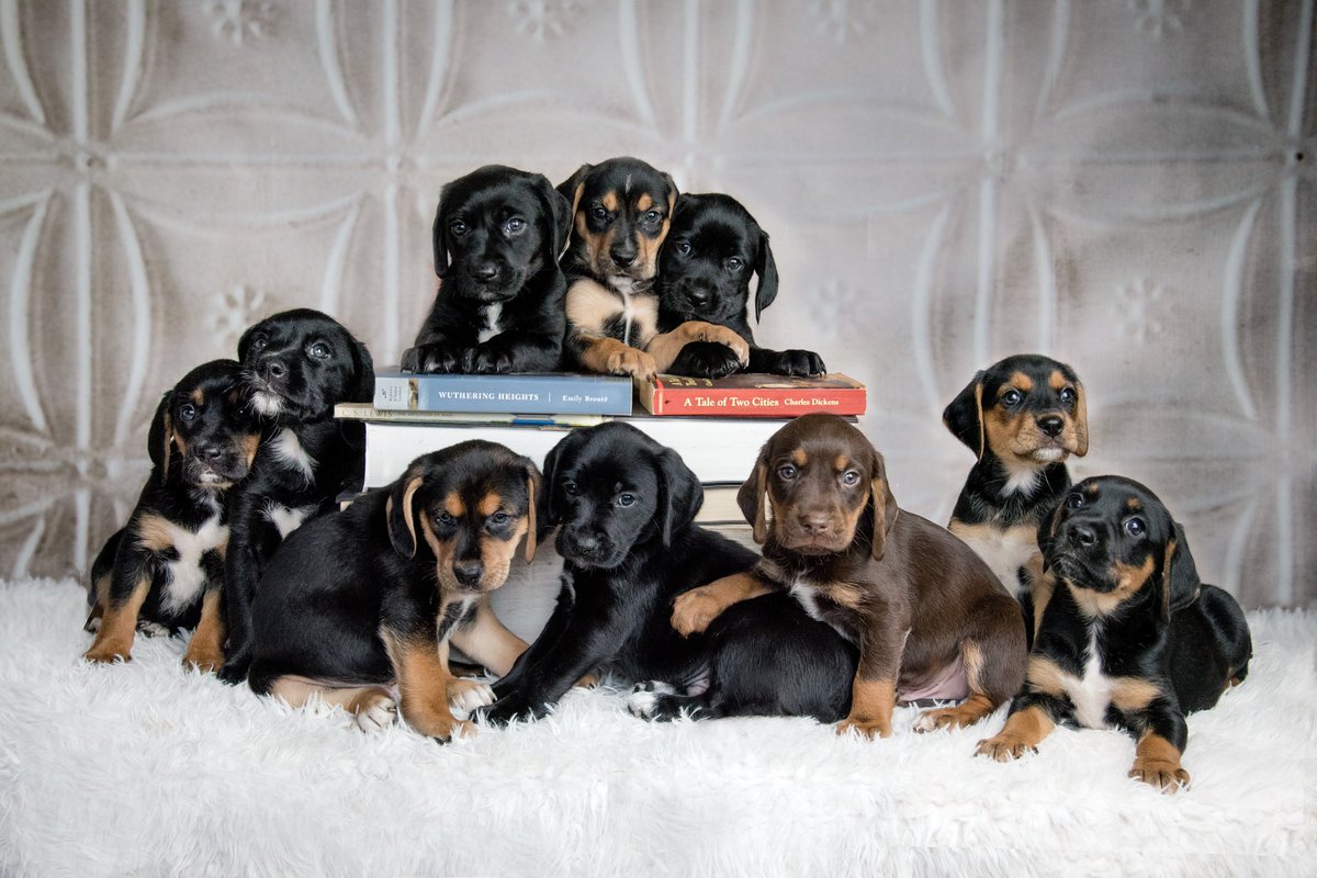 Marianne Perie (@drmariannep) on Twitter photo Thanks to <a href="/HarvardSDP/">Strategic Data Project</a> for a fun debate on interpreting the test scores from this spring. I’ll share my opening picture for those who need to unwind after that intense discussion. #PetsofSDP #fosteringsaveslives Thanks to <a href="/HarvardSDP/">Strategic Data Project</a> for a fun debate on interpreting the test scores from this spring. I’ll share my opening picture for those who need to unwind after that intense discussion. #PetsofSDP #fosteringsaveslives
