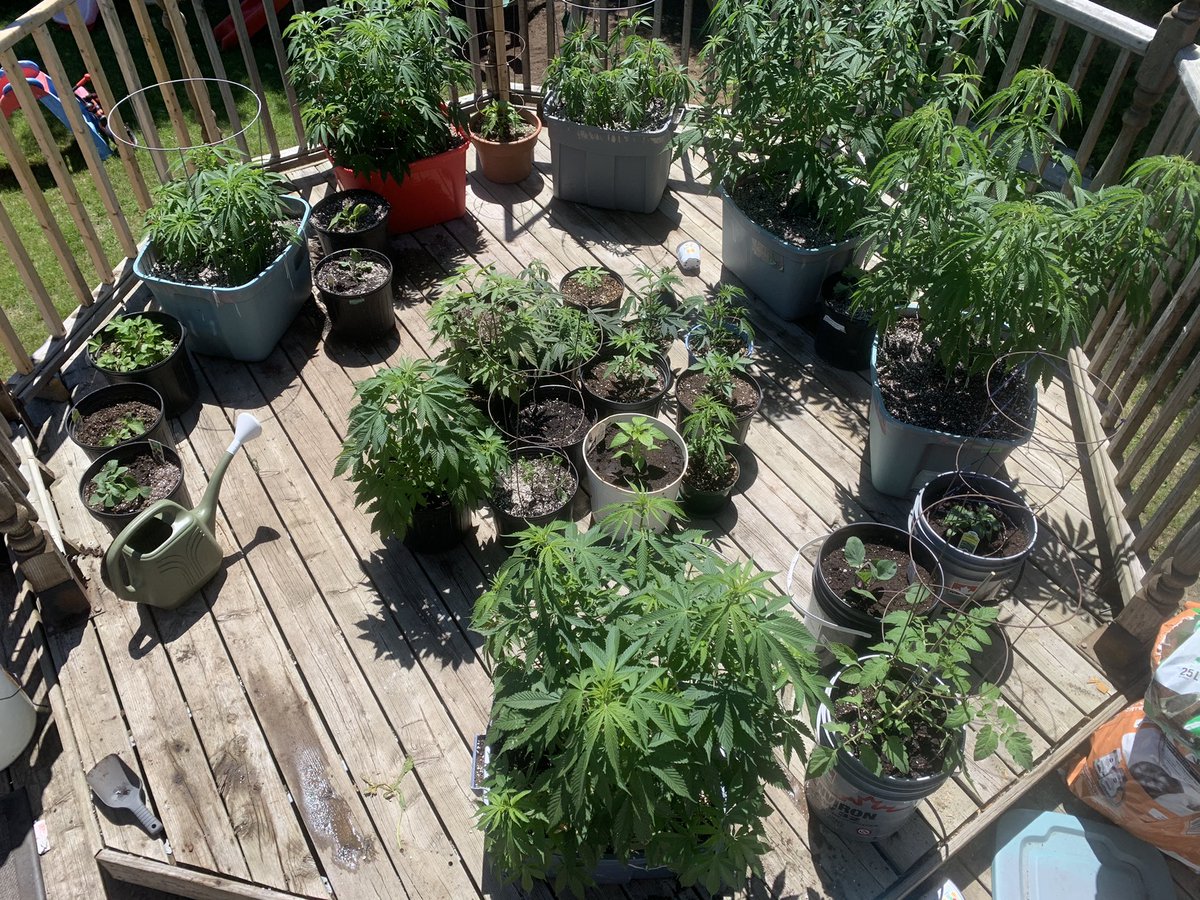 moose_stoned's tweet photo. 2021 is going to be a fun gardening year. 14 different fruit and veg. 8 different strains of cannabis. https://t.co/5g3jj82WU2