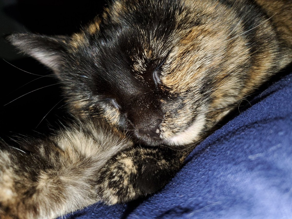 Part of our journey of being more trauma informed was getting Auria, our office kitty. She helps children trust and feel more comfortable while telling their abuse stories. #traumainformed