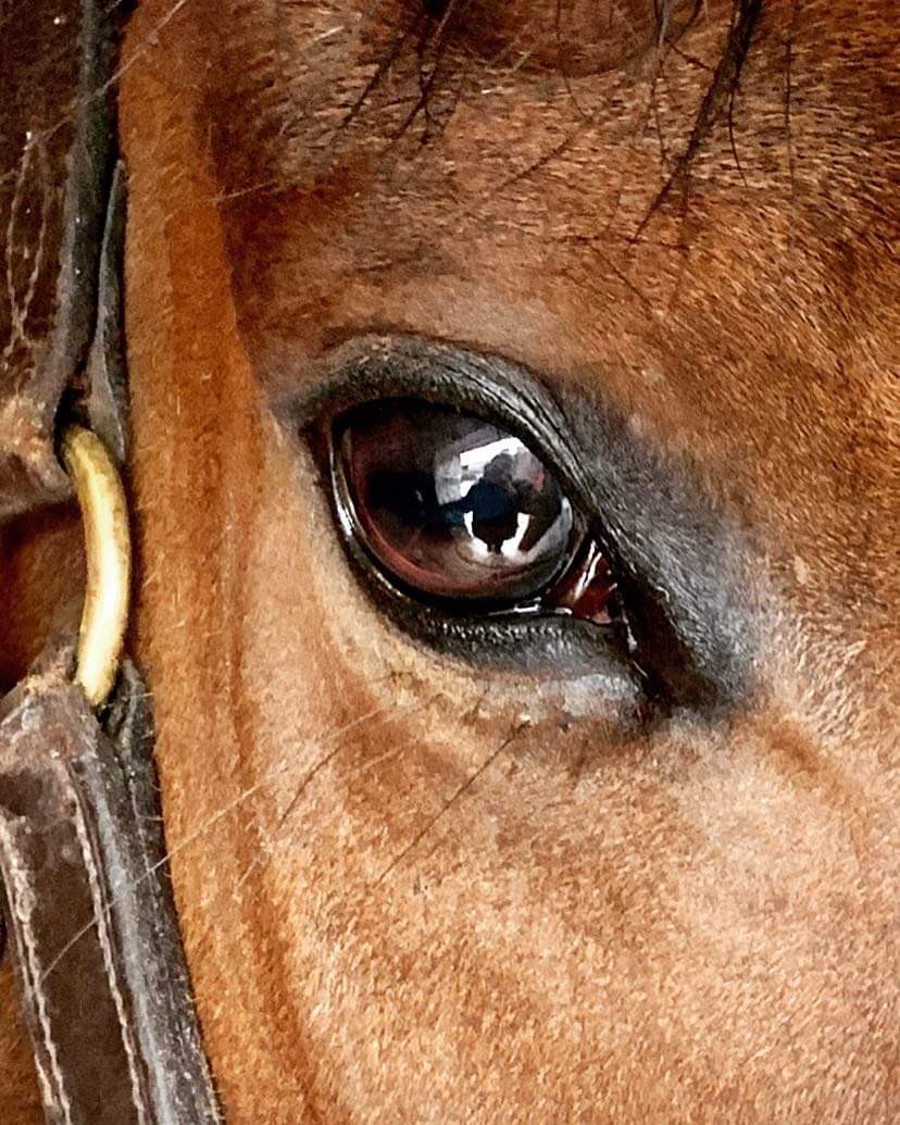 Coligone's tweet photo. Coligone Health that you can SEE!
Have you tried Coligone yet? #solwayracehorses https://t.co/0rNDgwZ7lf #coligoneshine #coligone #coligonefibrecubes #coligonetreats #coligonehappyhealthyhorses #coligonemagic #coligone #coligonegastricsupport247 #coligoneequinegastricstress https://t.co/24AXF6mWyF