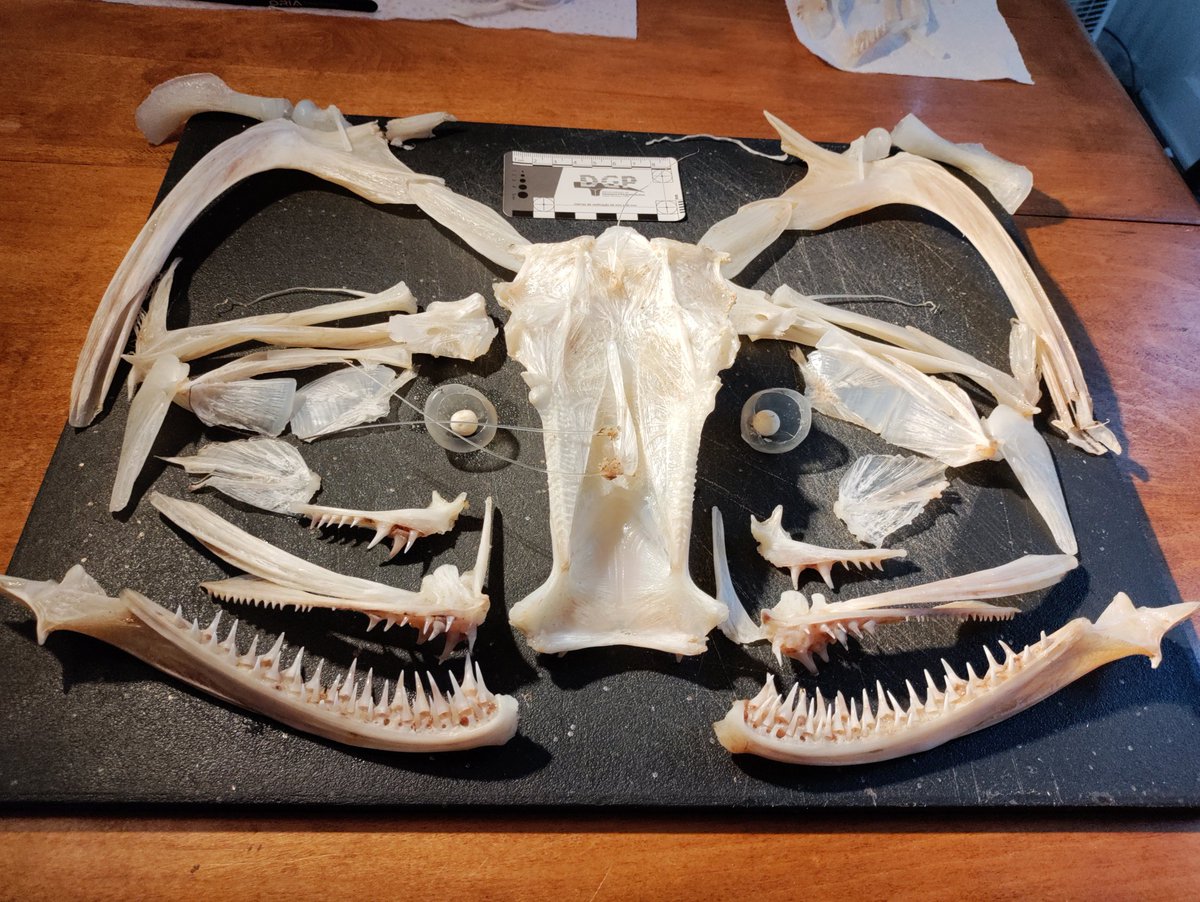 acapomorphic's tweet photo. Smile! The multi-toothed grin of a monkfish (Lophius sp.) is the last sight of many unfortunate fishes before getting swallowed. Like other anglerfishes, this bottom-dwelling predator uses a mobile lure called illicium to attract prey. #FishLunch4Science https://t.co/tsKoeIWgAF