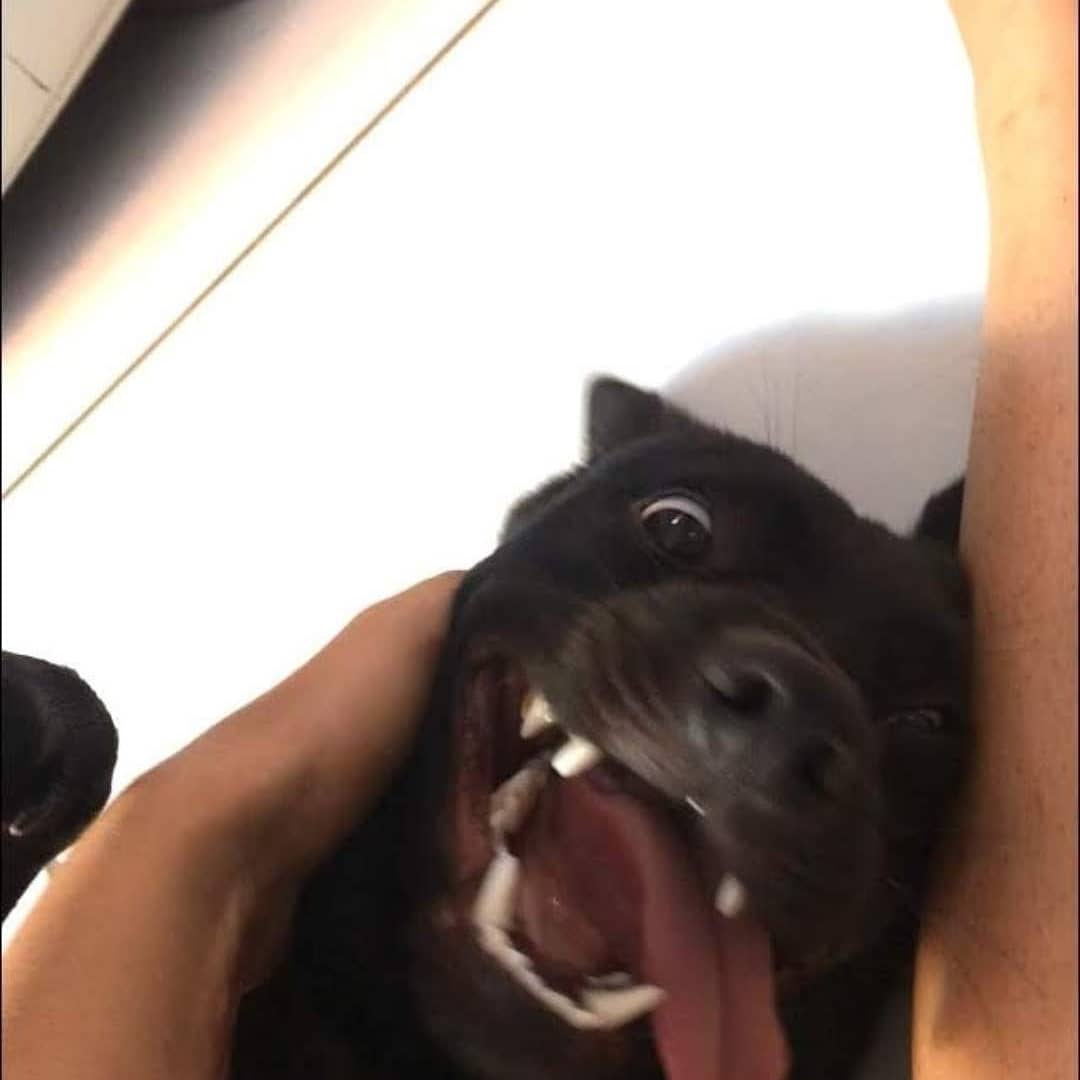 alascadiangelo's tweet photo. Oi, esse é o Potter meu bb, o Potter tem uma causa rara de pseudo-hermafroditismo.
No caso ele tem dois genitais mas nenhum totalmente desenvolvido.
E precisa de várias cirurgias que eu não posso pagar.
Isso vem ficando pior, com problemas pra urinar e sangrando igual nas fotos + https://t.co/WV51U3tGeV