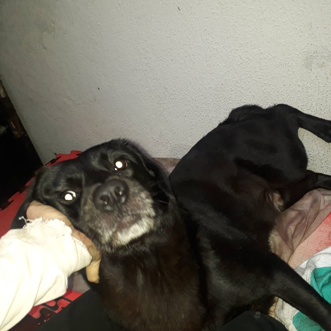 alascadiangelo's tweet photo. Oi, esse é o Potter meu bb, o Potter tem uma causa rara de pseudo-hermafroditismo.
No caso ele tem dois genitais mas nenhum totalmente desenvolvido.
E precisa de várias cirurgias que eu não posso pagar.
Isso vem ficando pior, com problemas pra urinar e sangrando igual nas fotos + https://t.co/WV51U3tGeV
