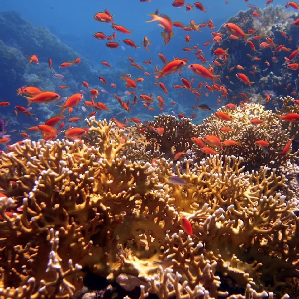 DeRedsea's tweet photo. Enjoy Diving in Egypt 🇪🇬 ❤️🤿  @Ramona78348090  #diving #Egypt #marsaalam #divingwithfriends #tauchurlaub #scuba #ilovediving https://t.co/bAYhuY3Anu