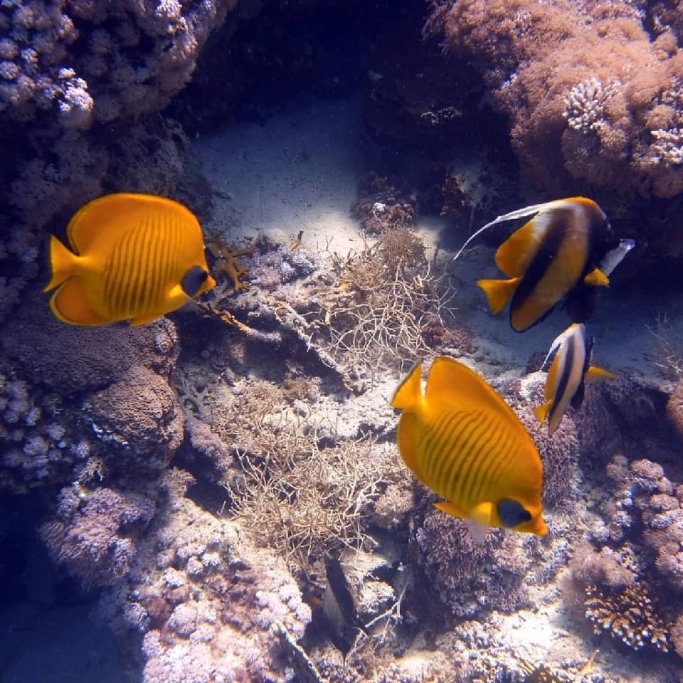 DeRedsea's tweet photo. Enjoy Diving in Egypt 🇪🇬 ❤️🤿  @Ramona78348090  #diving #Egypt #marsaalam #divingwithfriends #tauchurlaub #scuba #ilovediving https://t.co/bAYhuY3Anu