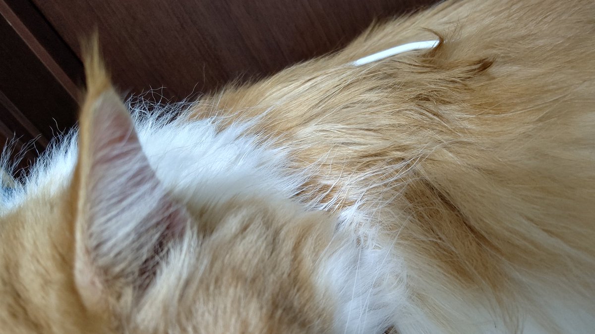 #平日のぬこ撮り部 