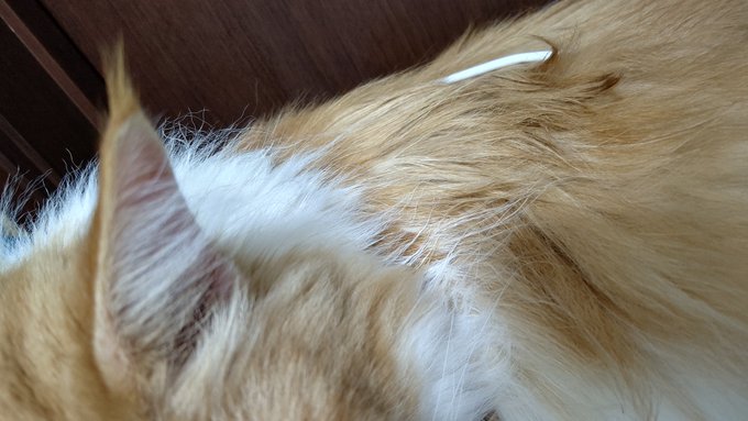 #平日のぬこ撮り部 