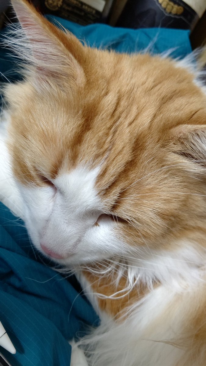 #平日のぬこ撮り部 