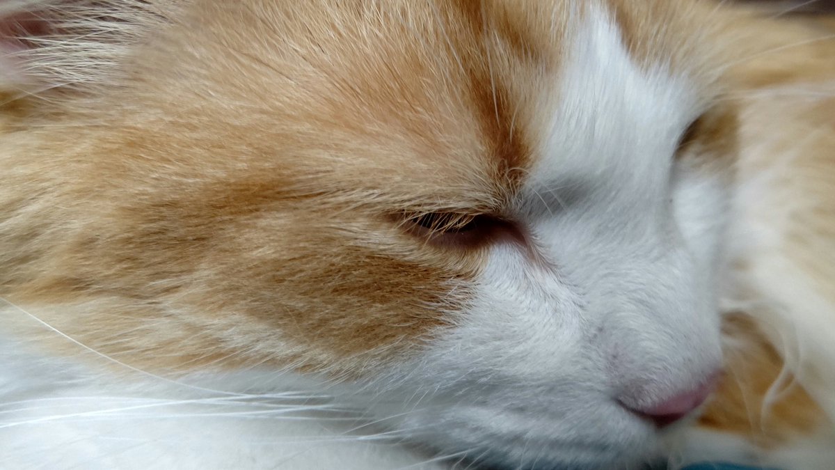 #平日のぬこ撮り部 