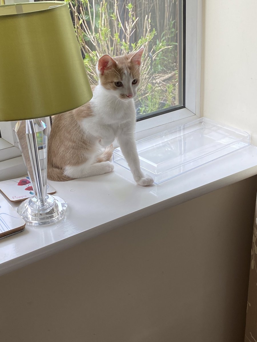 borckbank's tweet photo. Soooo this little one arrived this afternoon. I’m told he’s called Freddy and about 11 weeks old. To be honest I’m a bit scared of him but I’m sure I’ll get used to him and then I can teach him the art of mouse hunting https://t.co/Z31BrxByeA