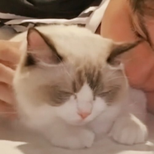 วอฟอ ✿ 𓈒ft. 🐱♡ tweet media