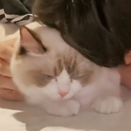 วอฟอ ✿ 𓈒ft. 🐱♡ tweet media