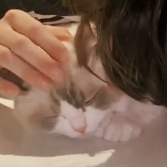 วอฟอ ✿ 𓈒ft. 🐱♡ tweet media